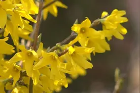 48秒｜春风送暖花开正艳 来烟台莱州赏百花争妍图片