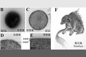 深海软壁菌首次获得纯培养图片