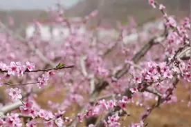 费县：万亩桃花开 芬芳引客来视频封面