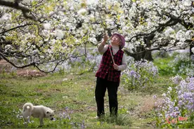 安徽砀山：万亩梨花授粉忙图片