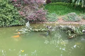 柳州这公园观赏鱼扎堆冲向岸边 工作人员发现不妙！接下来的举动爱了图片