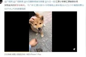 广州街坊揪心的小柴犬，找到啦图片