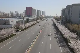 潍坊安丘：樱花烂漫春光好视频封面