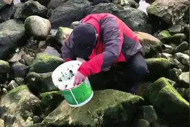 情报站｜烟台市民赶海寻鲜，捡拾海青菜收获颇丰图片