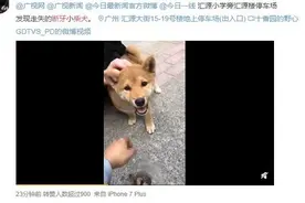 广州街坊揪心的小柴犬，找到啦图片