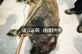 砰砰砰砰砰！杭州这里传来5声枪响！150斤“大块头”终于倒下了……图片