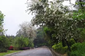 花开正好，共赴鼓岭“春日之约”图片