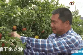 “泡药沃柑”果农不吃？当事人澄清：我没说过“不吃”沃柑图片