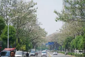 两道繁花、清香怡人，昆明这条小众“花路”唯美却少为人知图片
