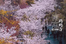 美！多地樱花大道惊艳开放图片
