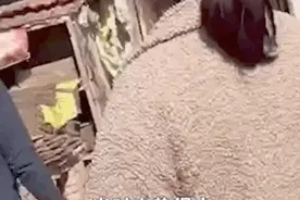 相亲后跳进臭水沟，他为啥这样做？图片