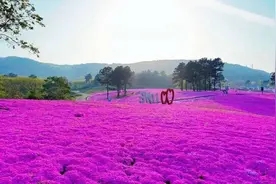 句容天王芝樱花进入盛花期图片