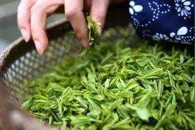 济南专业治疗白癜风医院：喝茶对治疗白癜风有没有好处呢？图片