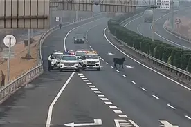 85秒｜牛儿高速路上“撒欢”聊城交警、路政上演“赶牛记”图片