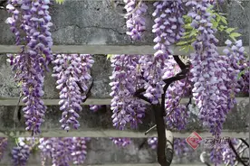 昆明翠湖：紫藤花开迎接芳菲四月图片