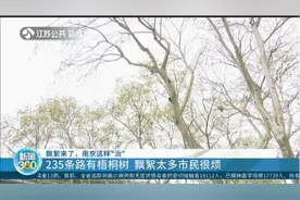 南京235条路有梧桐树，飘絮太多市民很烦，南京这样“治” ！视频封面