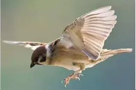 麻雀图片