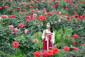 美爆了！南宁300多亩的玫瑰花园盛情开放，现在知道还不迟！图片