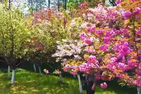 南京玄武湖绿樱盛开 花瓣随时间变化而“变色”视频封面