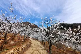 收下这份京郊赏花指南 景美人少好停车图片