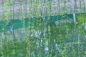 清明雨纷纷，北风更添寒！近30年武汉清明降水概率高达70%图片