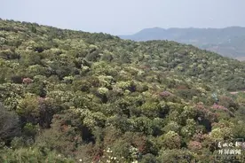 曲靖东山，万亩杜鹃开正艳图片