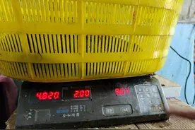 光头水产的老板，把一条养了两年的娃娃鱼捐了！娃娃鱼能吃、能买卖吗？图片