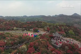 一路繁花似锦！“杜鹃王国”索玛花开别样红视频封面