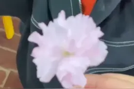 童言无忌！幼儿园小朋友清明采花送老师，老师：当时心里咯噔一下图片