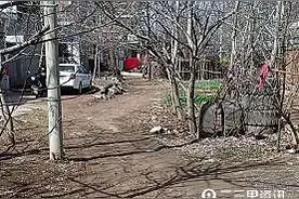 商洛一村民反映无水泥路出行不便，交通运输局：路基处理好就可以动工图片