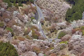 漫山遍野粉色海洋 俯瞰日本奈良吉野山樱花盛放图片