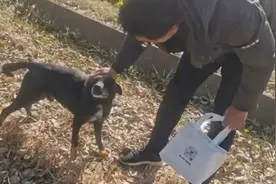 感动！主人与走失四个月的爱犬偶然重逢：它流浪了20公里视频封面