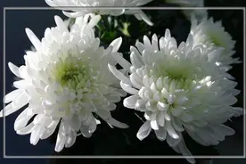 清明｜清明祭母亲图片