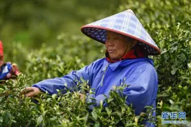 浙江湖州：春茶采摘忙图片
