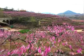 山东日照：桃花盛开迎君来视频封面