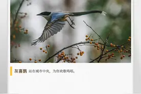 湖湘自然历丨风暖鸟声碎④我是一只“社会鸟”图片