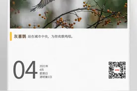 湖湘自然历丨风暖鸟声碎④我是一只“社会鸟”图片