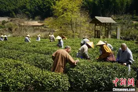 清明时节采茶忙 浙江天童禅茶文化香飘海内外图片