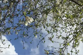 清明扫墓时，都和长辈们说什么话图片