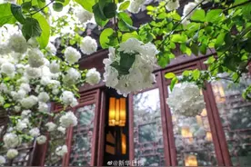 清凉山内绣球如雪，浪漫了人间四月图片