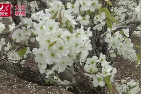视频丨郓城西陈庄喊你赏梨花了！还有精彩节目等着你图片