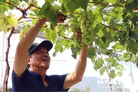 琅岐打造2万亩“菜篮子”基地图片
