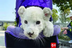 罕见白狮姐妹花坐婴儿车“巡游”图片