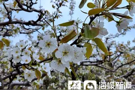 梨花盛开正当时！郓城县玉皇庙镇西陈庄村第四届梨花节开幕图片