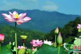 清明时节访江西莲乡、寻廉官故里：微雨江南里的别样清朗图片