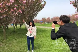 即日起固镇县谷阳城遗址公园邀请您来赏樱花图片