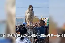 鸡羊驴全上场！买门票去动物园看到的全是家禽：仿佛是自家后院图片