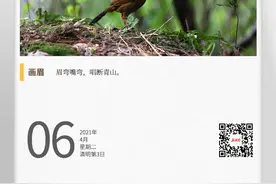 湖湘自然历丨风暖鸟声碎⑥鸟界“中国好声音”图片