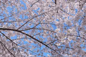 3月还没过完春天已经来临，青岛市区今年入春时间50年来最早图片