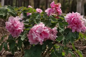 樱花纷飞牡丹绽放 赏花踏春正当时图片